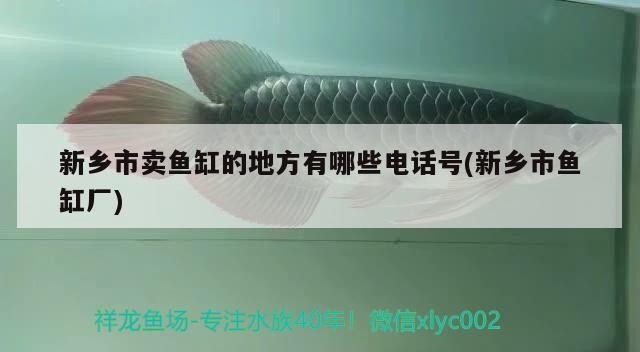 新鄉市賣魚缸的地方有哪些電話號(新鄉市魚缸廠) 新鄉市賣魚缸的地方有哪些電話號(新鄉市魚缸廠) 龍魚百科