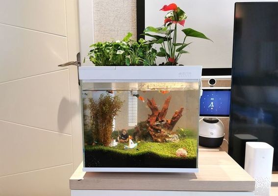 花小魚智能魚缸評測：花小魚智能魚缸如何評測