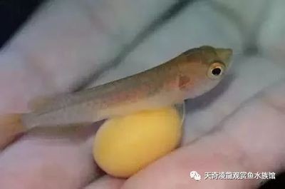 龍魚不愿動(dòng)總在一個(gè)游動(dòng)怎么回事【龍魚不愿動(dòng)總在一個(gè)游動(dòng)怎么回事龍魚不愿動(dòng)總在一個(gè)游動(dòng)怎么回事】