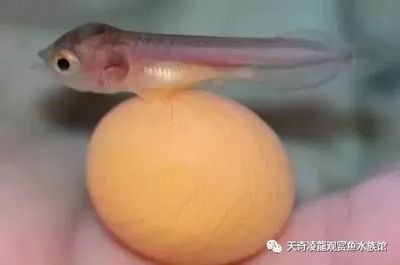 龍魚不愿動(dòng)總在一個(gè)游動(dòng)怎么回事【龍魚不愿動(dòng)總在一個(gè)游動(dòng)怎么回事龍魚不愿動(dòng)總在一個(gè)游動(dòng)怎么回事】