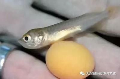 龍魚不愿動(dòng)總在一個(gè)游動(dòng)怎么回事【龍魚不愿動(dòng)總在一個(gè)游動(dòng)怎么回事龍魚不愿動(dòng)總在一個(gè)游動(dòng)怎么回事】