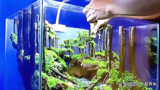 能再詳細說說簡約裸缸風格嗎？ 能再詳細說說簡約裸缸風格嗎？ 龍魚百科 第4張