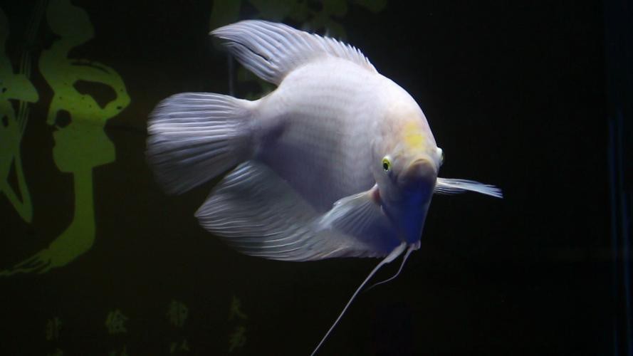 招財和龍魚可以一起養嗎圖片
