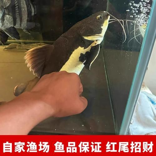 招財和龍魚可以一起養嗎圖片