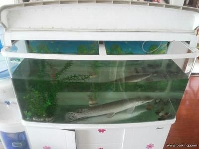龍魚缸哪個牌子性價比高一點（龍魚缸品牌中性價比高的有