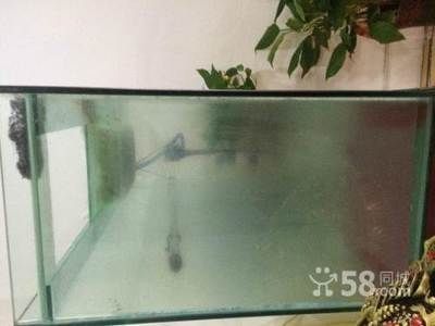 一米魚缸養(yǎng)多大魚：一米高的魚缸適合養(yǎng)多大的魚取決于多大的魚取決于多種因素