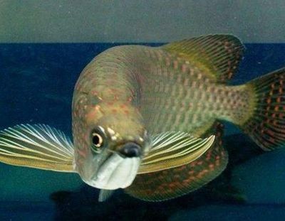 金龍魚發色過程圖解：關于金龍魚發色過程的詳細解釋