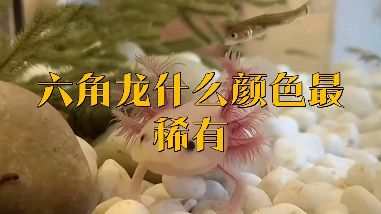 稀有品種的六角恐龍魚有哪些