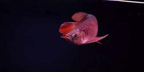龍魚改口吃死亡率高嗎，龍魚改口成功的關鍵因素，龍魚改口后恢復期注意事項 龍魚改口吃死亡率高嗎，龍魚改口成功的關鍵因素，龍魚改口后恢復期注意事項 龍魚百科 第1張
