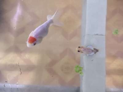 龍魚改口吃死亡率高嗎，龍魚改口成功的關鍵因素，龍魚改口后恢復期注意事項 龍魚改口吃死亡率高嗎，龍魚改口成功的關鍵因素，龍魚改口后恢復期注意事項 龍魚百科 第3張