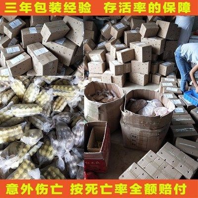 龍魚改口吃死亡率高嗎，龍魚改口成功的關鍵因素，龍魚改口后恢復期注意事項 龍魚改口吃死亡率高嗎，龍魚改口成功的關鍵因素，龍魚改口后恢復期注意事項 龍魚百科 第4張