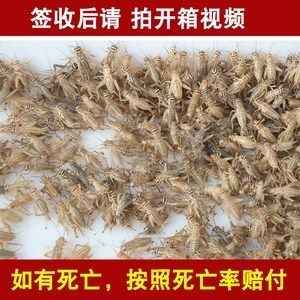 龍魚改口吃死亡率高嗎，龍魚改口成功的關鍵因素，龍魚改口后恢復期注意事項 龍魚改口吃死亡率高嗎，龍魚改口成功的關鍵因素，龍魚改口后恢復期注意事項 龍魚百科 第5張