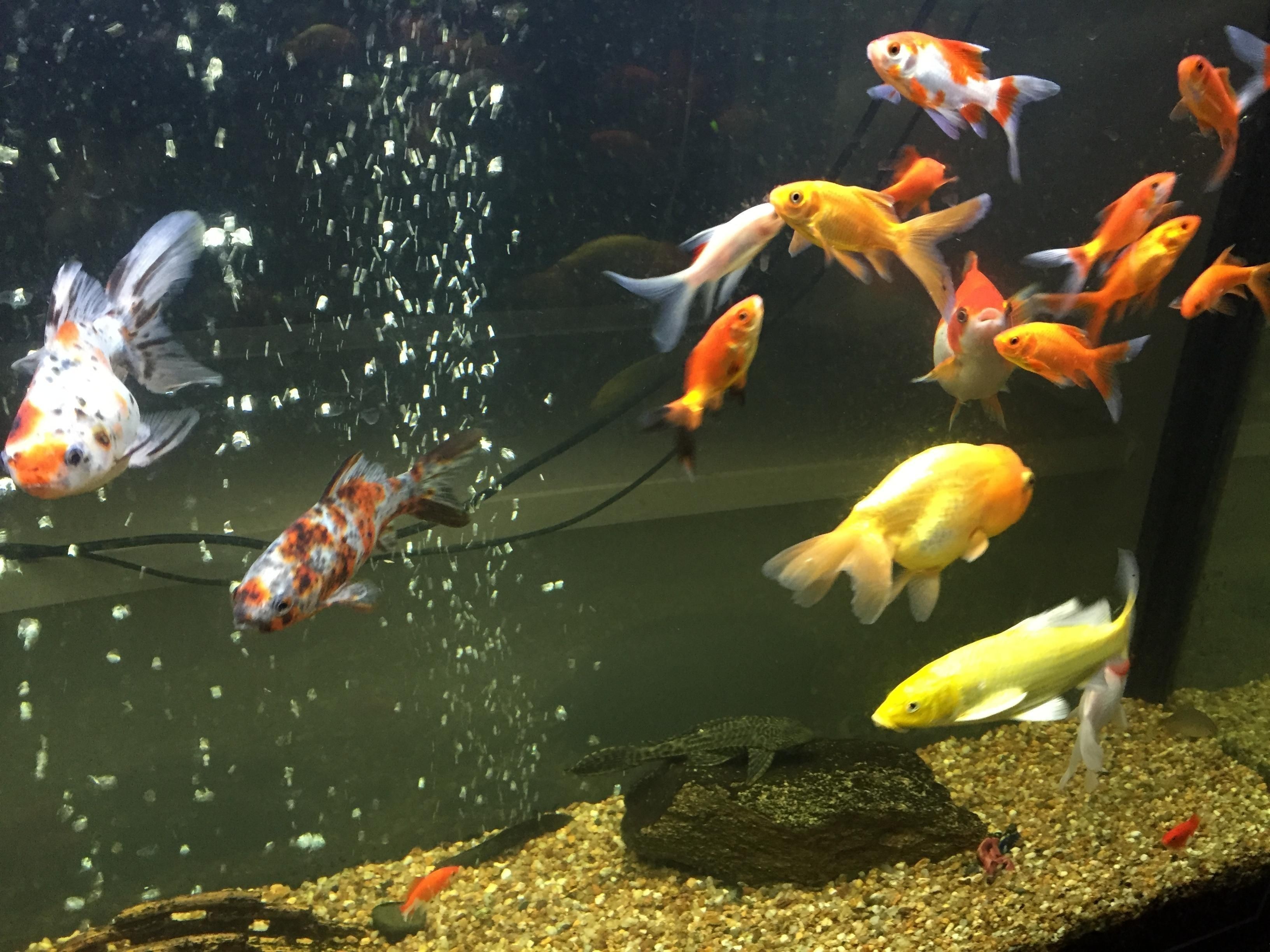 海鹽魚缸治療白點病需要注意什么?:海鹽魚缸治療白點病消毒的科學方法和注意事項和注意事項 魚缸百科 第1張 海鹽魚缸治療白點病需要注意什么?:海鹽魚缸治療白點病消毒的科學方法和注意事項和注意事項 海鹽魚缸治療白點病需要注意什么?:海鹽魚缸治療白點病消毒的科學方法和注意事項和注意事項 魚缸百科 第1張