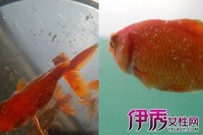 佳璐魚缸怎么調溫度視頻教程：“佳璐魚缸怎么調溫度視頻教程詳情”魚缸溫度調節注意事項
