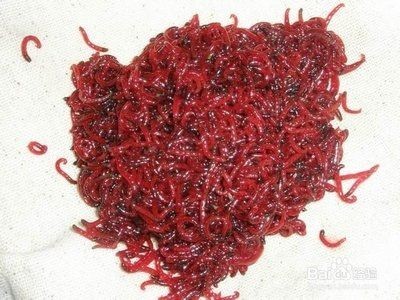 龍魚一天喂多少魚糧比較好：關(guān)于龍魚喂食量的建議