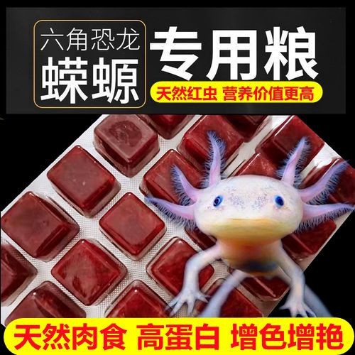 恐龍魚能吃多大的魚糧圖片高清
