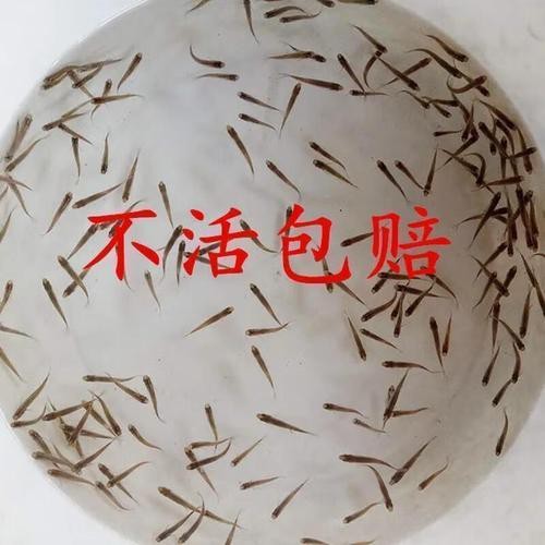 恐龍魚能吃多大的魚糧圖片高清