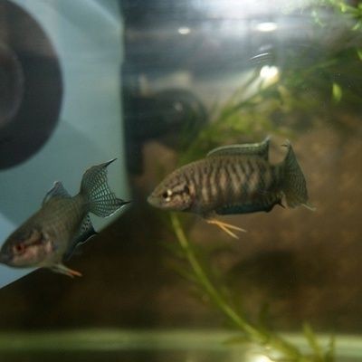 清理魚缸糞便的方法：清理底砂魚缸糞便的幾種方法 清理魚缸糞便的方法：清理底砂魚缸糞便的幾種方法 魚缸百科 第3張