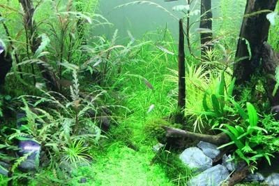 清理魚缸糞便的方法：清理底砂魚缸糞便的幾種方法 清理魚缸糞便的方法：清理底砂魚缸糞便的幾種方法 魚缸百科 第4張