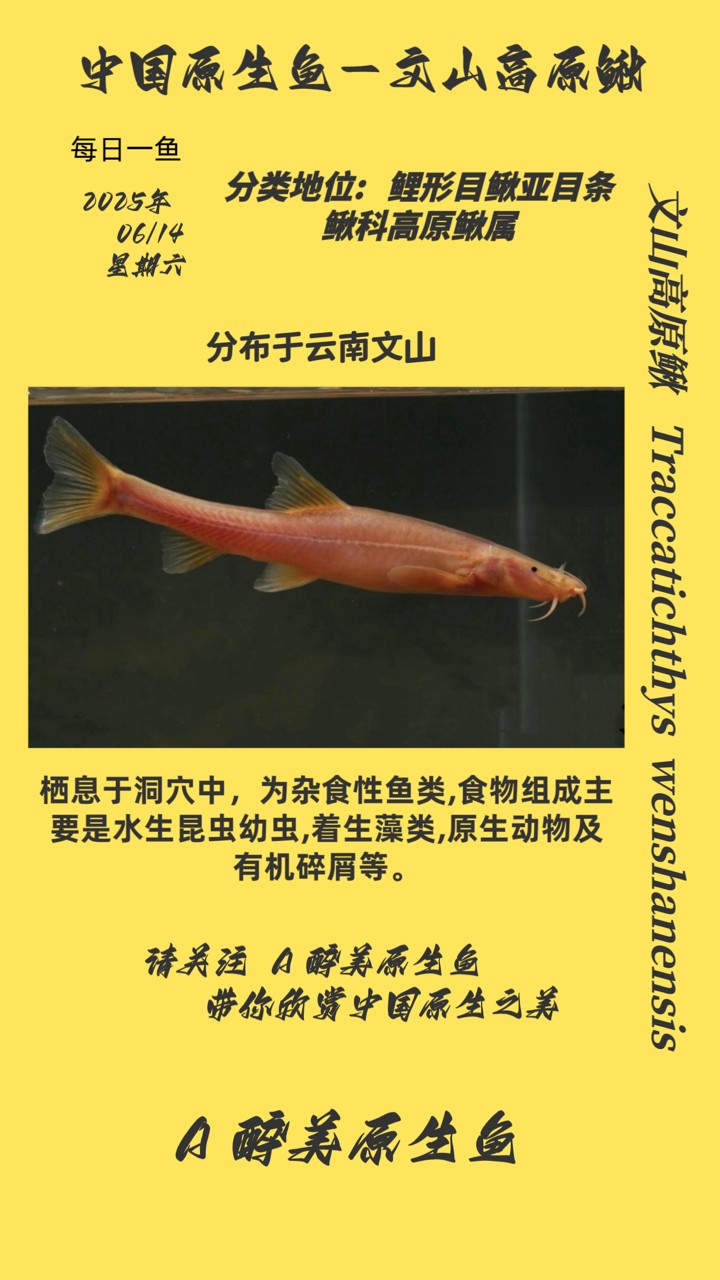 文山高原鰍 文山高原鰍 龍魚論壇