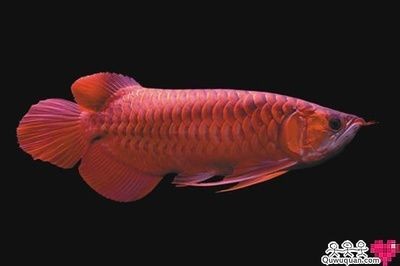 紅龍魚長度（紅龍魚的壽命多長）