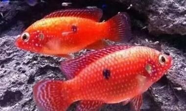 一般魚缸能用幾年（一般魚缸的使用壽命在8-10年左右，會影響魚缸壽命）