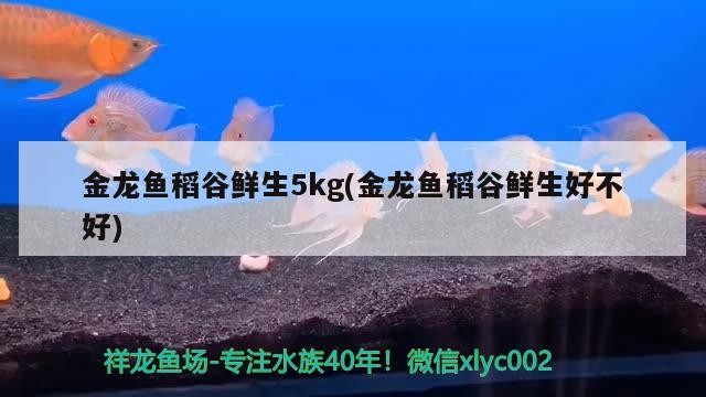 金龍魚稻谷鮮生5kg(金龍魚稻谷鮮生好不好)