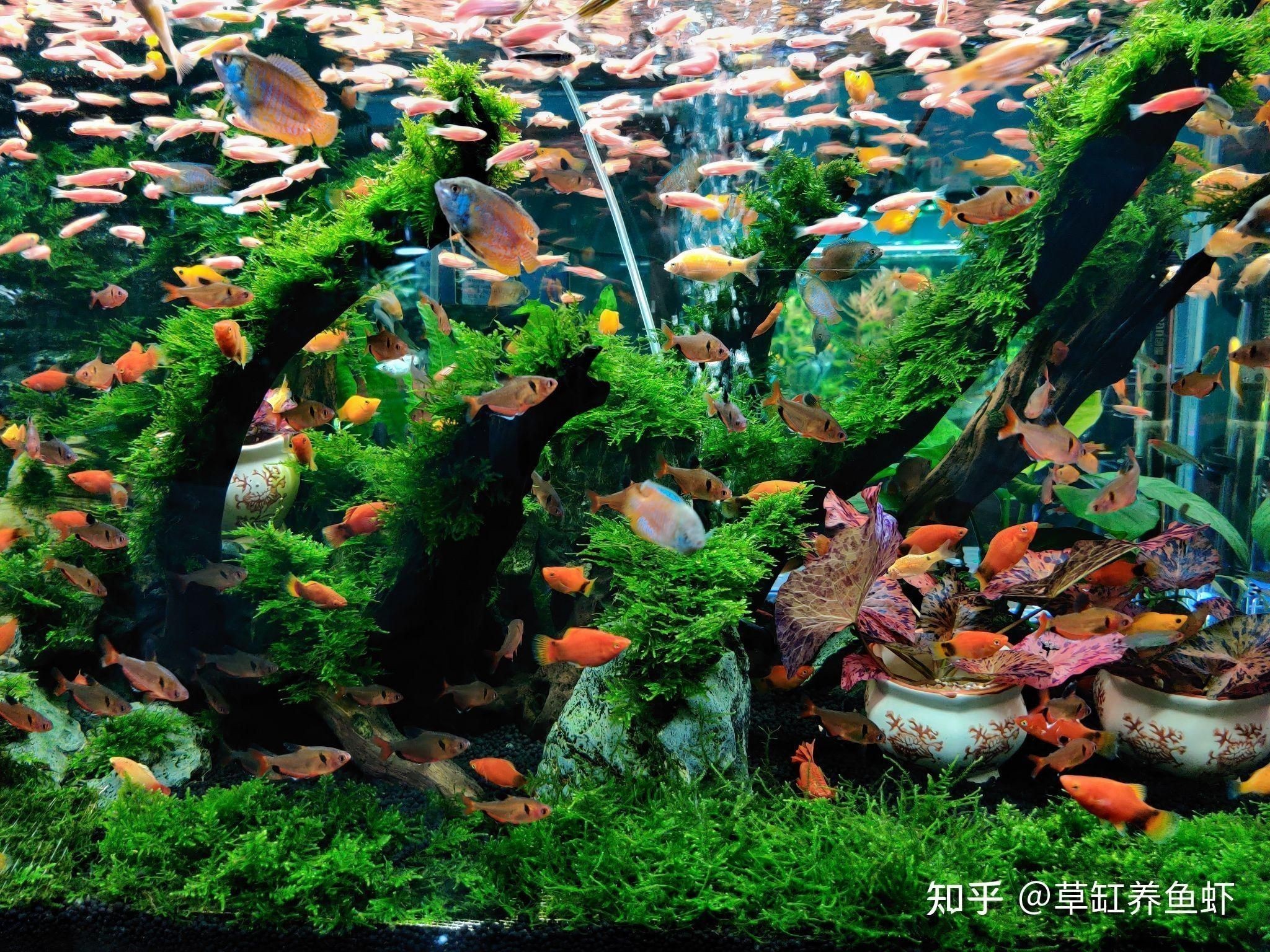 什么木頭放魚缸：魚缸放木頭的注意事項
