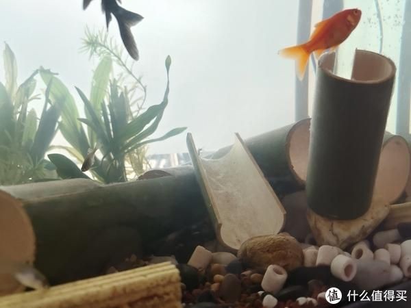 什么木頭放魚缸：魚缸放木頭的注意事項