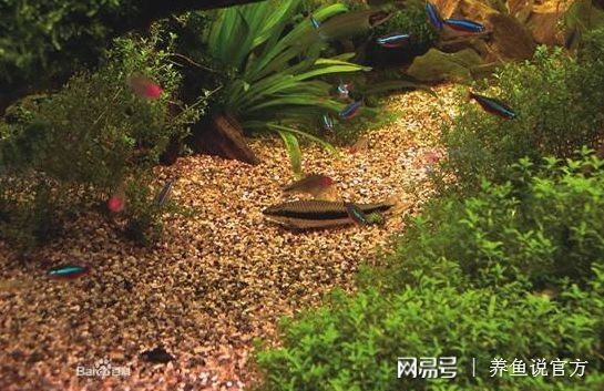 什么木頭放魚缸：魚缸放木頭的注意事項