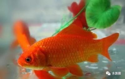 常見的觀賞魚品種及圖片及名稱：常見的觀賞魚品種及其名稱及圖片及名稱