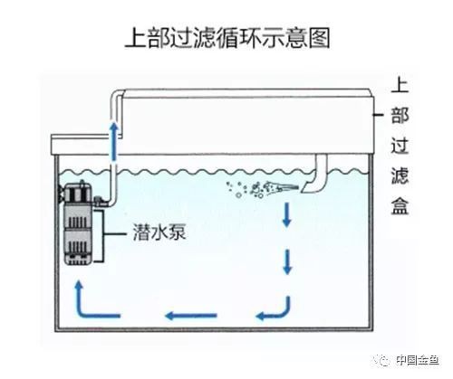 龍魚魚缸應該選擇什么樣的過濾器？ 龍魚魚缸應該選擇什么樣的過濾器？ 龍魚百科 第11張