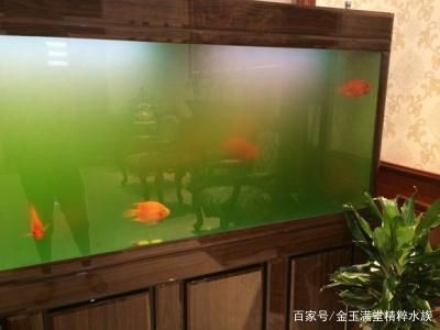 魚缸除藻劑哪個牌子好：魚缸除藻劑使用注意事項
