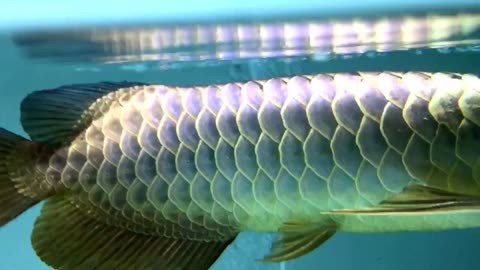 棗強(qiáng)縣鑫洋水族館（棗強(qiáng)縣鑫洋水族館電話）