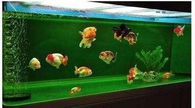 一米魚缸玻璃厚度多少：一米長的魚缸玻璃厚度多少合適