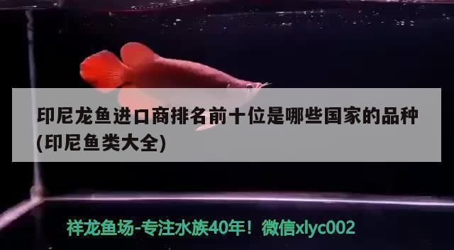 龍魚進口商，關于龍魚進口的一些基本了解