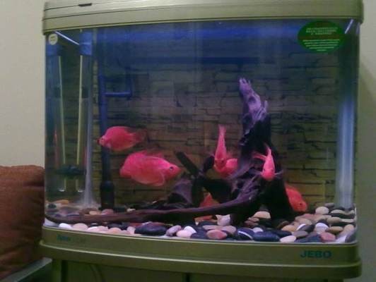 飼料 廈門市思明區程飛水族店(廈門市思明區程飛水族店地址) 全國水族館企業名錄 廈門市思明區程飛水族店(廈門市思明區程飛水族店地址) 廈門市思明區程飛水族店(廈門市思明區程飛水族店地址) 全國水族館企業名錄
