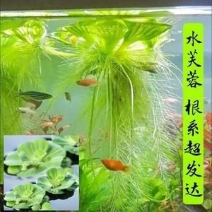 魚缸造景的藝術與技巧魚缸造景的藝術與技巧魚缸造景的藝術與技巧：魚缸造景中葫蘆的作用 魚缸造景的藝術與技巧魚缸造景的藝術與技巧魚缸造景的藝術與技巧：魚缸造景中葫蘆的作用 魚缸百科 第3張