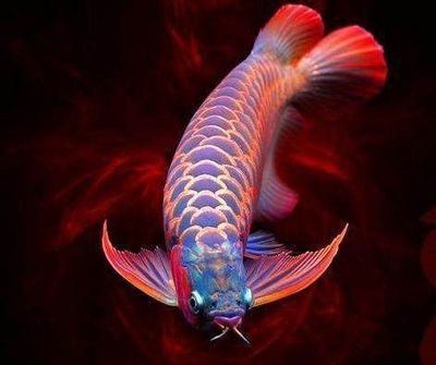 龍魚一夜之間變顏色（龍魚一夜之間變顏色可能與其基因有關(guān)，可能與其基因有關(guān)）
