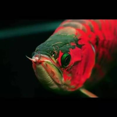 龍魚一夜之間變顏色（龍魚一夜之間變顏色可能與其基因有關(guān)，可能與其基因有關(guān)）