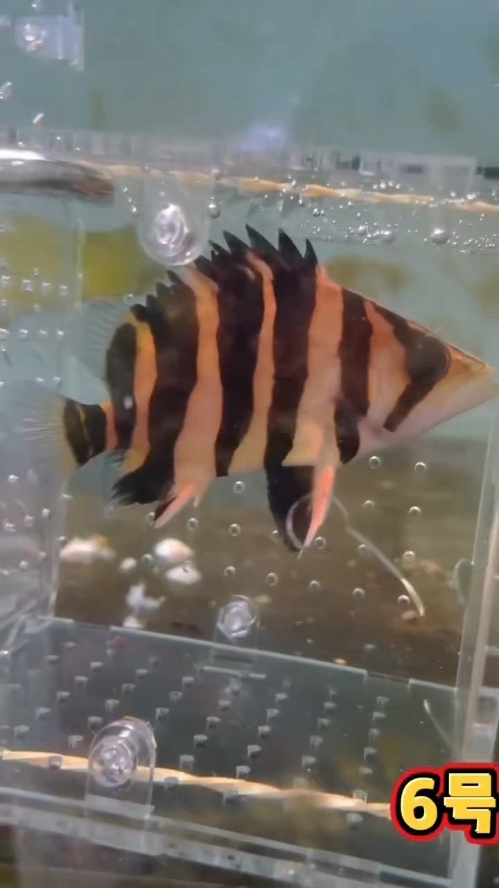 有喜歡虎魚和龍魚魟魚的可以聯(lián)系我[keai] V18615761258