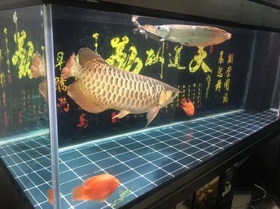 彩蝶魚缸售后服務電話號碼查詢（彩蝶魚缸售后服務）