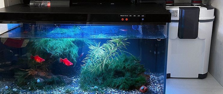 小米魚缸怎樣加裝過濾器：小米魚缸過濾器改造