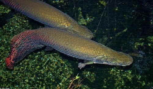 龍魚的原產(chǎn)地在哪：亞洲龍魚的原產(chǎn)地