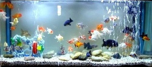 風水魚的種類與寓意：放置魚缸的位置在風水學中不僅能裝飾家居空間，還能改善居家風水
