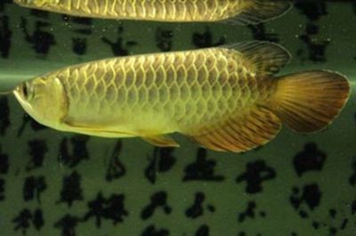 龍魚哪里的好養又便宜又好養：龍魚哪里好養又便宜又好養