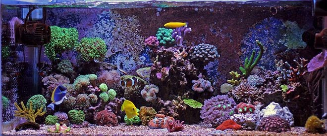 海缸和普通魚缸在多個方面存在差異包括以下幾個方面：海缸與普通魚缸在養(yǎng)殖方面的區(qū)別 海缸和普通魚缸在多個方面存在差異包括以下幾個方面：海缸與普通魚缸在養(yǎng)殖方面的區(qū)別 魚缸百科 第4張