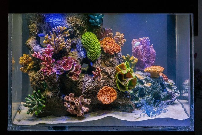 海缸和普通魚缸在多個方面存在差異包括以下幾個方面：海缸與普通魚缸在養(yǎng)殖方面的區(qū)別 海缸和普通魚缸在多個方面存在差異包括以下幾個方面：海缸與普通魚缸在養(yǎng)殖方面的區(qū)別 魚缸百科 第3張