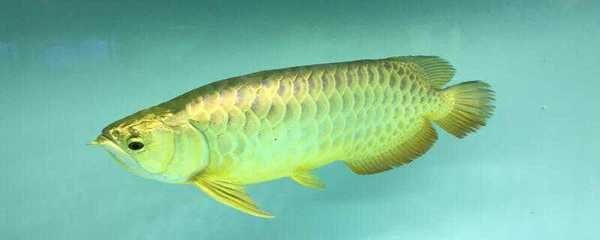 金龍魚繁殖環境最佳配置（金龍魚的繁殖環境配置建議）