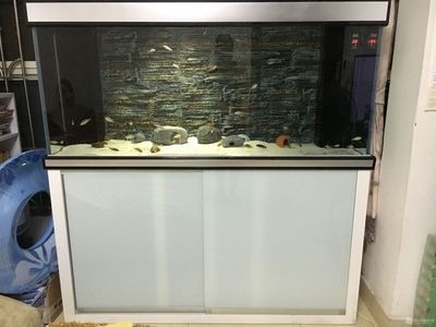 底濾魚缸進水口吸魚的原因（底濾魚缸過濾原理） 底濾魚缸進水口吸魚的原因（底濾魚缸過濾原理） 魚缸百科 第2張